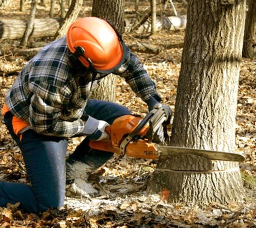 Tree Removal in New London, NC